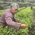 Thé vert vert chinois populaire